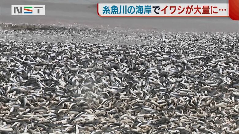 筒石漁港（糸魚川市）