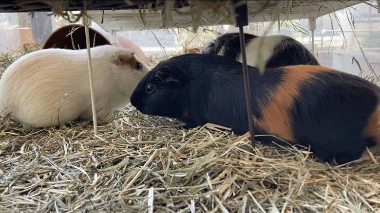 モルモットの仲間たち