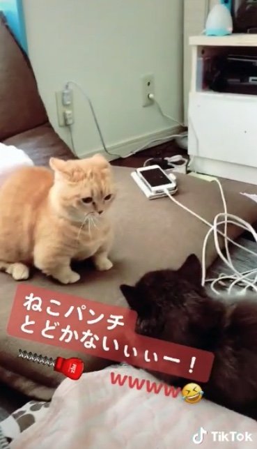 提供：サスケと小春さん