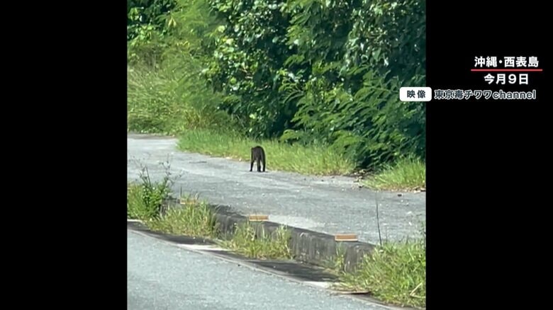 歩道を歩く猫のような動物