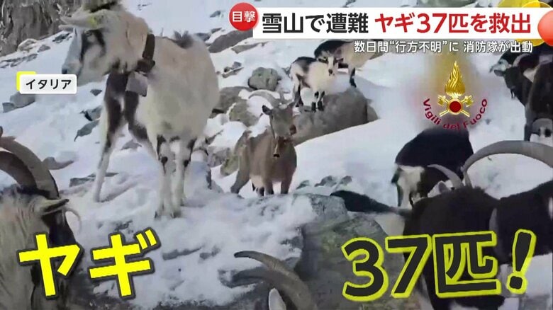 標高2500ｍの雪山で遭難したというヤギ37匹