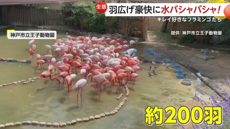約200羽のフラミンゴを飼育している神戸市立王子動物園