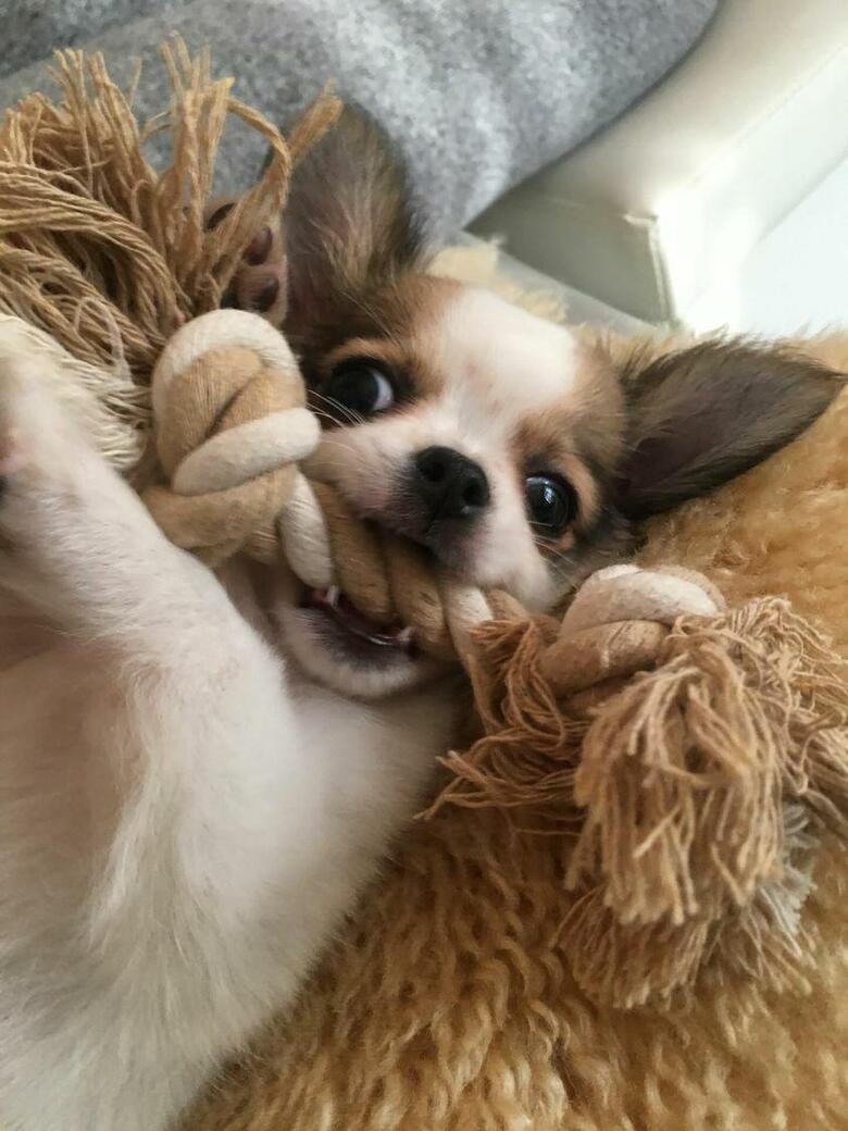 提供：SORA/ちわわさん