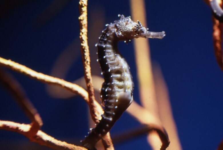 イバラタツ（提供：サンシャイン水族館）