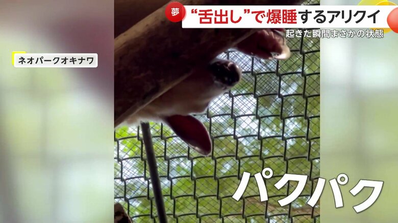 頭を上げてお口をパクパクとさせたアリクイ