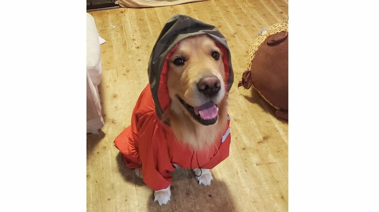 普段も嫌がらずにかっぱを着てくれるというアルトくん