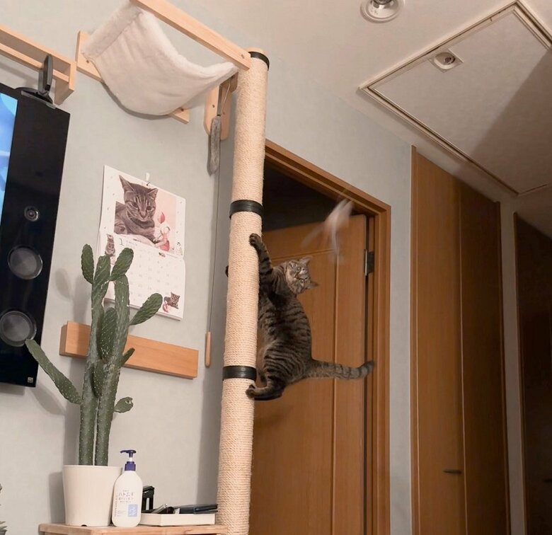 キャットタワーをのぼって遊んでいる