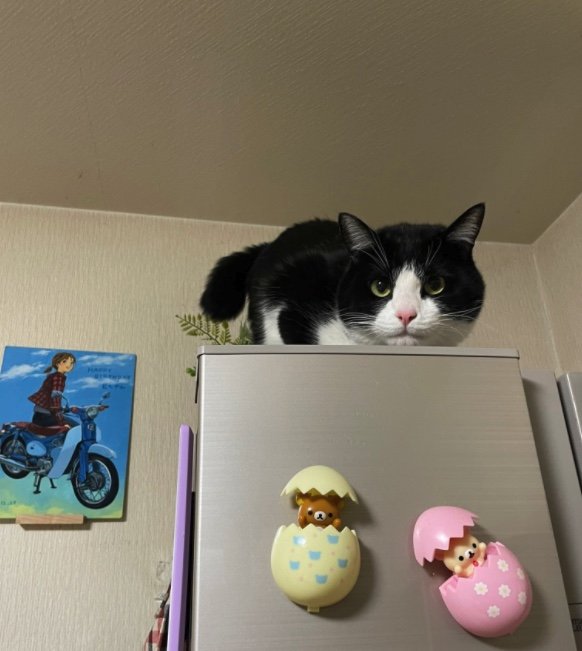 百福くん（提供：連呼 cubnushi all-starさん）