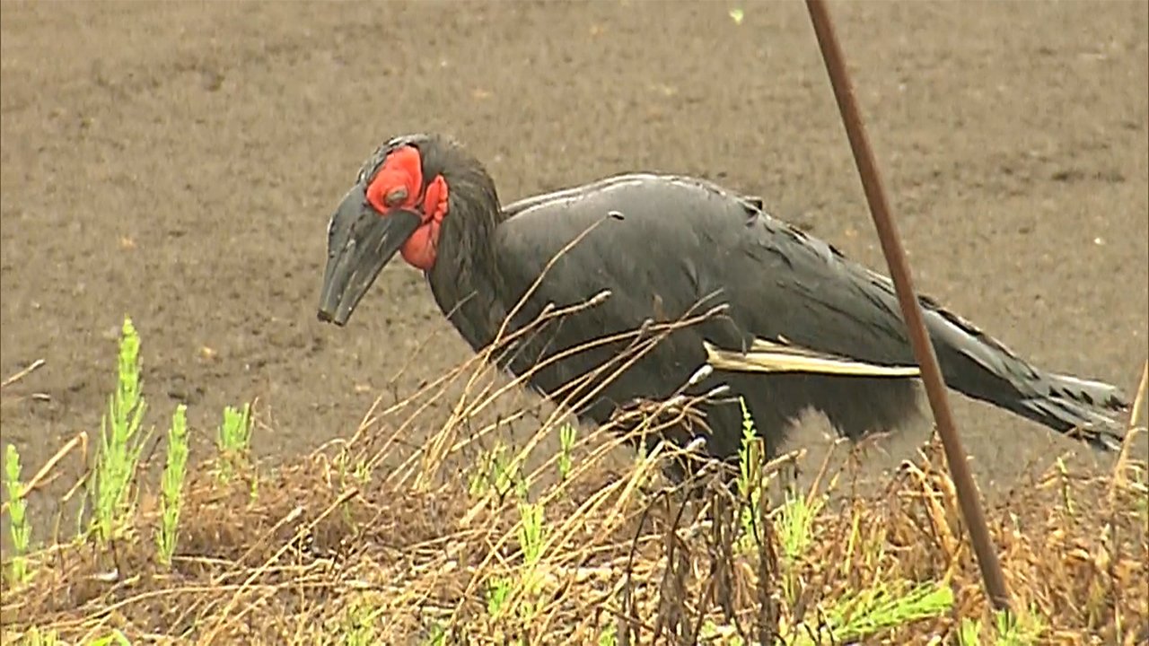 速報 巨大鳥 先ほど飛び立ち姿消す 捕獲作戦 今も続く Fnnプライムオンライン Goo ニュース