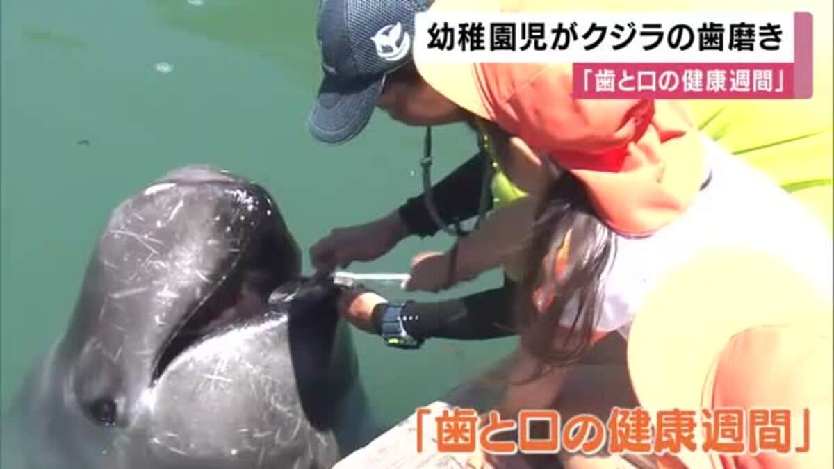 クジラの歯が6個あったよ」巨大クジラの歯をゴシゴシ 幼稚園児が特製
