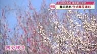 「ほのかな香りがいい」春の訪れ　大分市の名所・吉野梅園でウメの開花進む　臥龍梅など約450本