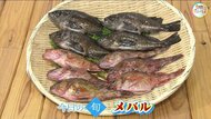 【瀬戸内旬紀行】「春を告げる魚」瀬戸内海の豊かな恵みで育ったメバルの楽しみ方【岡山・香川発】