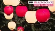松崎桜まつり　夜桜ライトアップ　来場者もおススメ　提灯1000個設置　