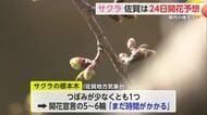 佐賀の桜はまだつぼみ...開花予想は24日 満開は4月2日予想【佐賀県】