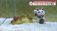 うみたまごで「ウマヅラハギ」や「ダルマオコゼ」2026年の干支や正月にちなんだ展示　大分