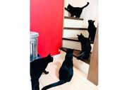 階段に5匹の黒猫がズラリ！？“コマ撮り”のような写真が「オブジェみたいで素敵」…よくある光景なのか聞いた