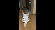 へそ天で両足を上にピーン! 独特なポーズでウトウトする柴犬が可愛い…いつもこうなの?飼い主に聞いた