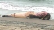腐敗で“爆発”の恐れも…北栄町に体長7メートルのクジラ漂着　近づかないよう呼びかけ（鳥取）