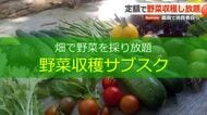 月額料金で野菜とり放題 「農家の働く時間を減らしたい」 全国に広がる“サブスク農園”が越前町にオープン 福井