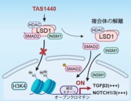 小細胞肺がんの新たな治療メカニズムを解明～がん細胞の増殖プログラムを書き換える新たな治療コンセプト～