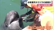 「クジラの歯が6個あったよ」巨大クジラの歯をゴシゴシ　幼稚園児が特製歯ブラシで歯磨き体験　「歯と口の健康週間」イベント  和歌山・太地町