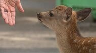 「不自然だと」奈良公園で一部欠損した子鹿4頭の死骸　人が危害を加えたか　興福寺や東大寺　パトロールを強化