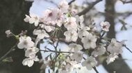福岡のサクラは3月20日開花、28日に満開の予想　全国トップは東京か　日差しがつぼみの成長を後押し　ウェザーニューズ発表