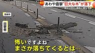 「風もないのに揺れていた」直前の嫌な予感が的中！突然目の前に巨大な木が落下し直撃寸前「まさか落ちてくるとは」　宮崎市