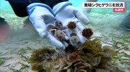 激減の食用ウニ 養殖個体を放流