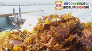 養殖が難しい海で漁師たちがワカメの養殖に挑む!その出来栄えは?【愛媛発】