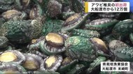 アワビ稚貝の初出荷 大船渡市から12万個【岩手県】
