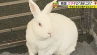 寂しいと死ぬ？ 原付よりも速い？ 意外と知らないウサギの“あれこれ”【愛媛発】