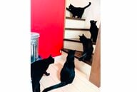 階段に5匹の黒猫がズラリ!?“コマ撮り”のような写真が「オブジェみたいで素敵」…よくある光景なのか聞いた