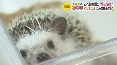 ハリネズミ・サイなど動物たちの名前に意外な由来 歴史上の人物に野菜まで…あなたの「推しアニマル」は?【愛媛発】