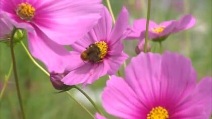 直径約１０センチの大きな花が風に舞う　真庭市の北房地域で秋を彩るコスモス「秋咲巨大輪」が見頃【岡山】