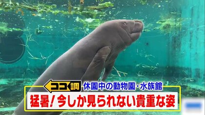 ブサかわいいサルの赤ちゃん＆体重計に乗れないぽっちゃりアザラシ…休園中どう過ごしている？飼育員が撮った動物たちの貴重映像
