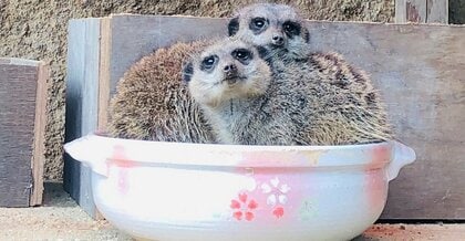 冬の名物“ミーアキャット鍋”で来園者もほっこり…土鍋が温かいのか飼育員に聞いてみた