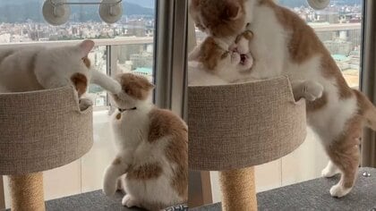 猫パンチをしたのにとぼける息子? 食らった母猫が時間差で“大目玉”…飛びかかるまでの間が絶妙!