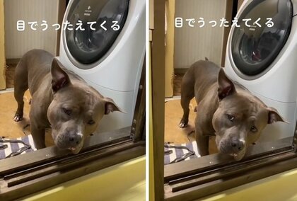「ボール取ってください…」 しおしおの“困り眉”で訴える愛犬がかわいい! コワモテなのに怖がりな日常を聞いた