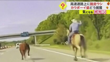 【高速道路にウシ】脱走繰り返す“ヤンチャな常習犯”　カウボーイが投げ縄で確保　警察「このウシは不起訴」　米・ミシガン