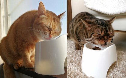 「もう少しおいしそうに食べて」猫2匹の“渋すぎる”表情が話題…なんでこんな顔？飼い主に聞いた
