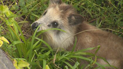 ｢1カ月以上生存は奇跡｣  水路に落ちた二ホンカモシカの子ども…“法律”で救出難航も生存の背景に“母親の行動”