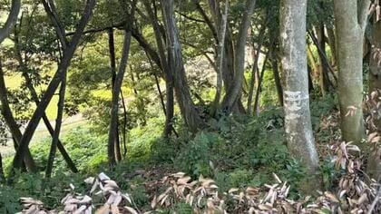 【続報】立山町で目撃のクマ、緊急銃猟は解除　潜んでいた場所に見つからず