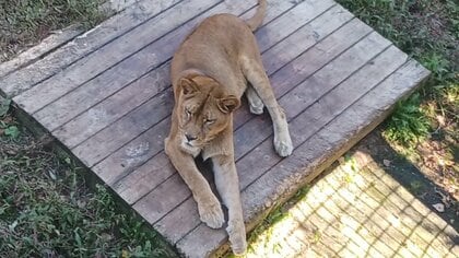 【板挟みの動物たち】ノースサファリに市が「除却命令」出す→20年超の違法建築に“強制力ある”措置に切り替え＿期限は2026年10月末、運営会社側は「遺憾」と反発も撤去進める意向〈北海道札幌市〉