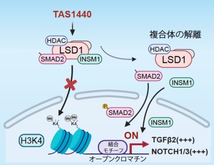 小細胞肺がんの新たな治療メカニズムを解明～がん細胞の増殖プログラムを書き換える新たな治療コンセプト～