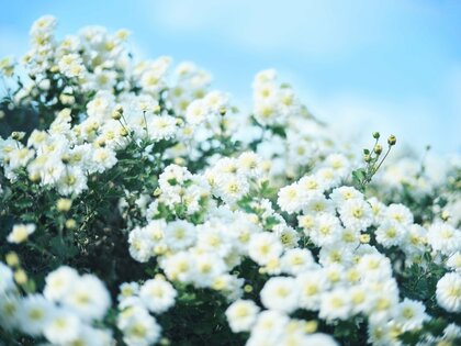 軽運動と同等の、生活習慣病予防効果も示唆。再春館製薬所、「不知火菊」の新たな可能性を発見