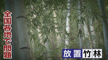 放置竹林から純国産メンマ  豚骨ラーメン発祥の地にぴったりの特産品誕生  「美味しく食べて竹林整備」【福岡発】