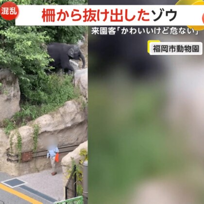 「かわいいけど危ない！」柵から抜け出した“おてんば”子ゾウ…人間のように器用に脱出　数メートル先には人が　福岡市動物園