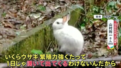 謎】ウサギ30匹以上が突然山に湧くように現れる 野ウサギではない