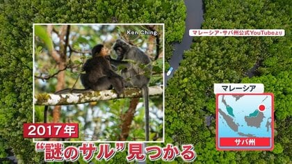 ななサル 新しい世界のサルをいくつかください : r/PlanetZoo